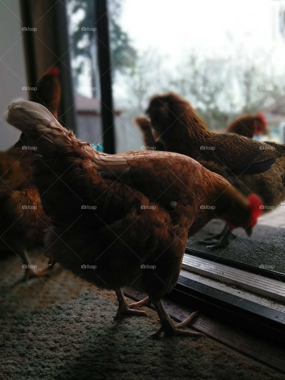 Chickens in the house.
