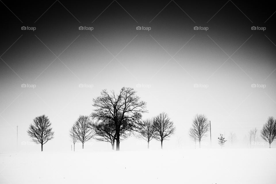 Fog and trees