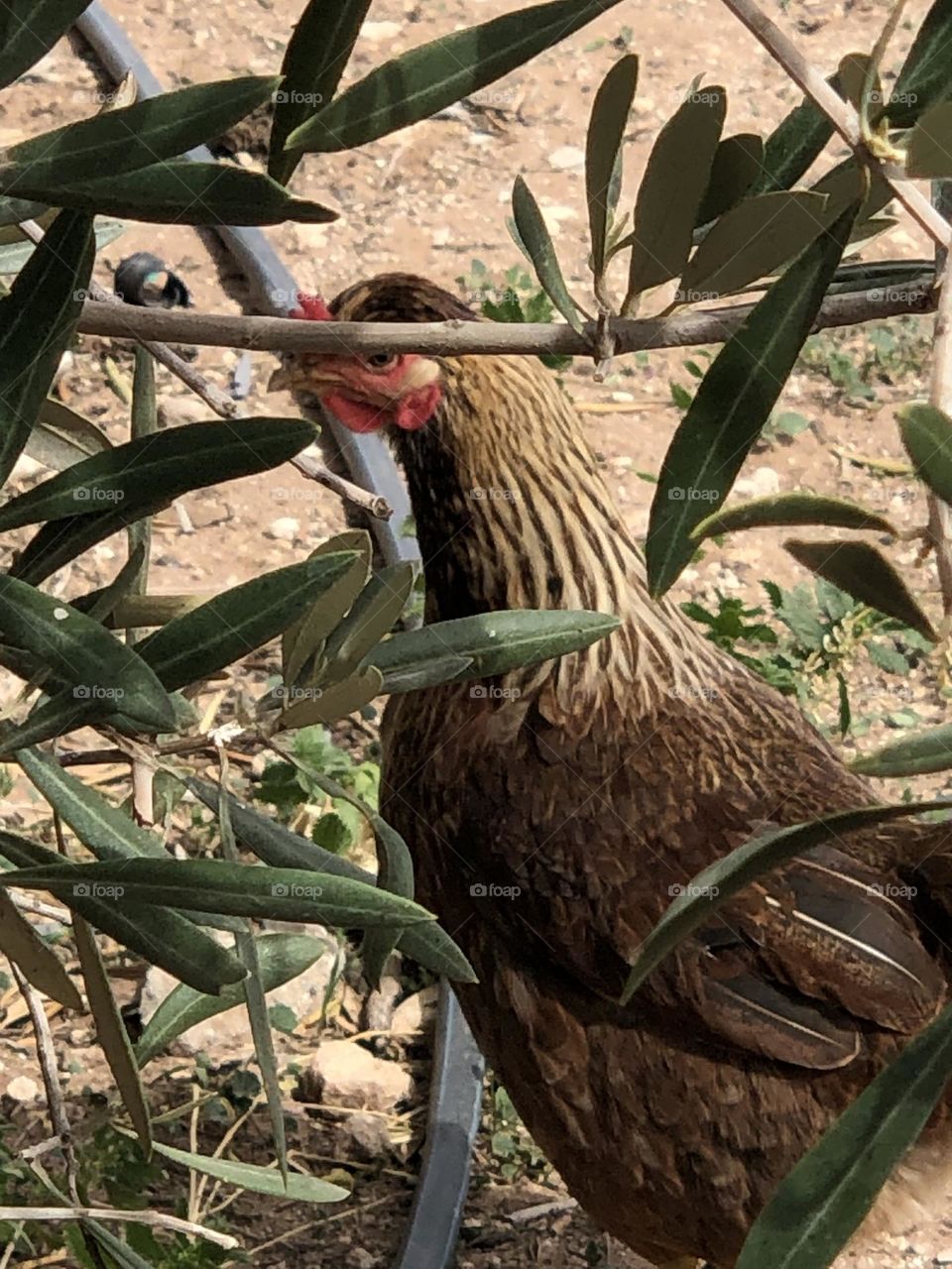 Beautiful chicken looking at camera 