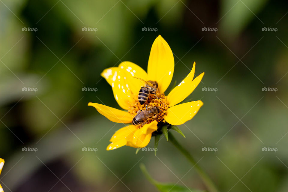 A bee collects nectar from a yellow flower