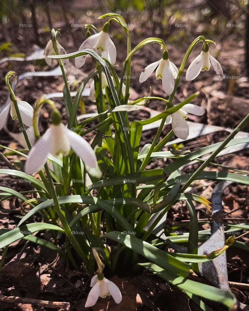 Snowdrops, first spring flowers 