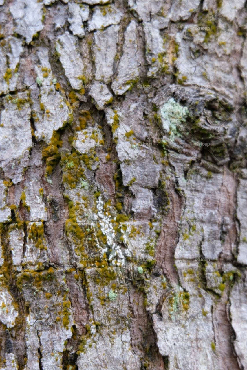 close-up of a tree bark