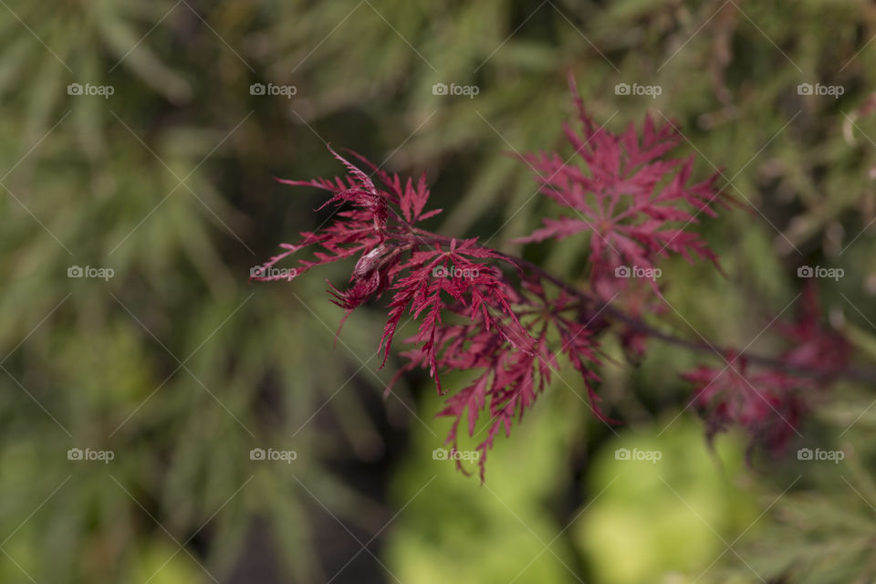 Leaves changing color