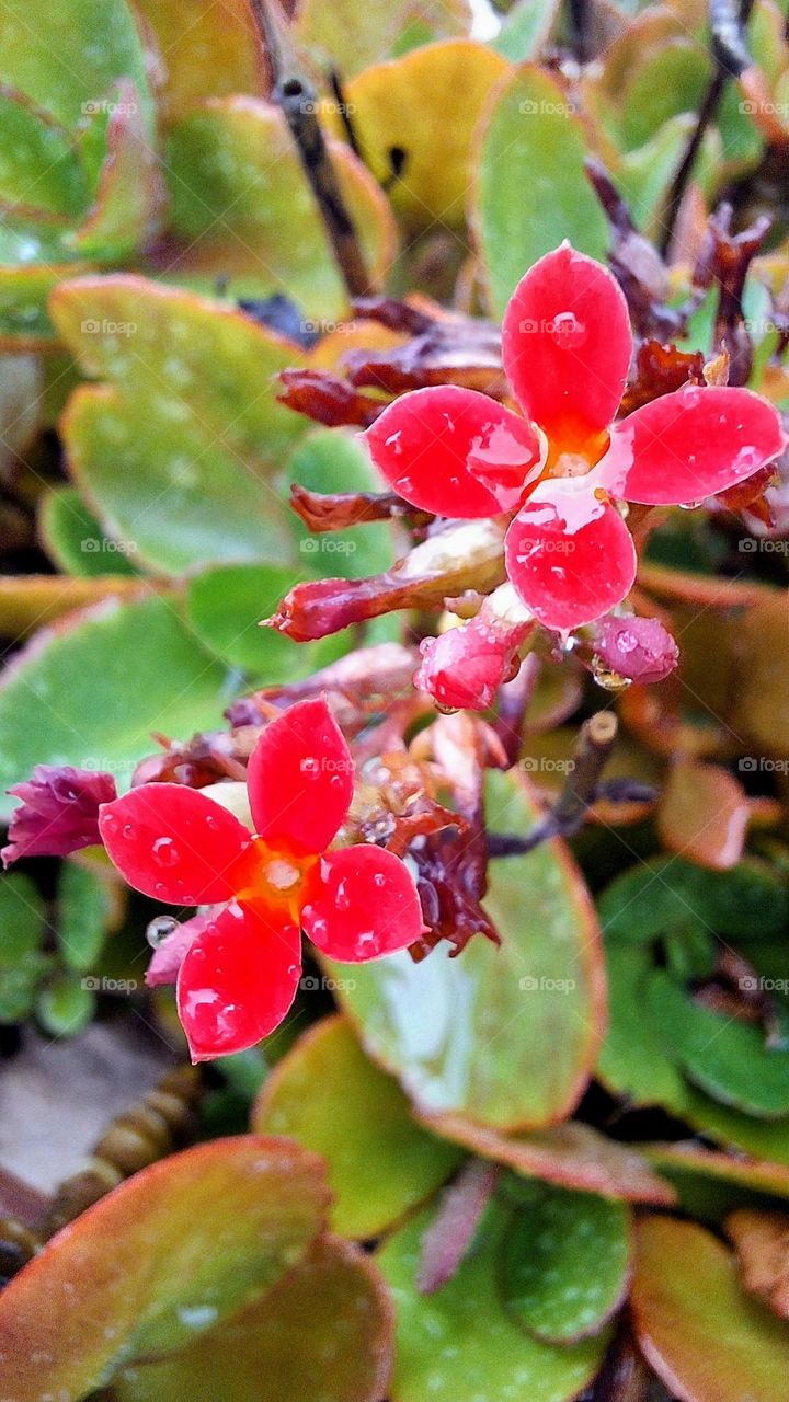 Raindrops on red kalanchoe flowers