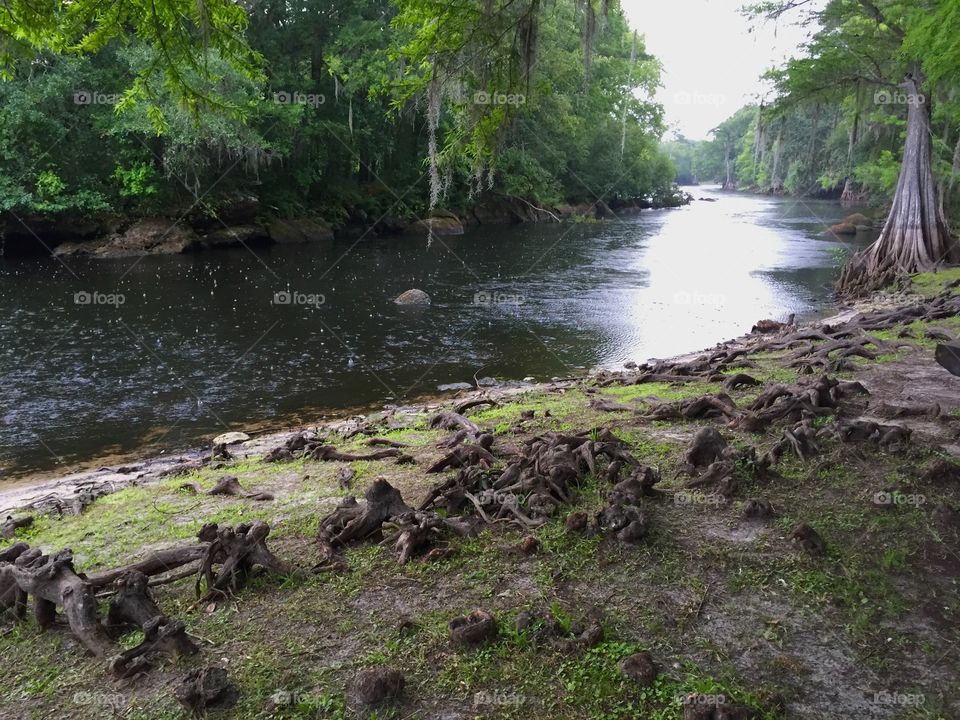 Rain on a Lazy River. Rain drops hitting a slow moving river.  