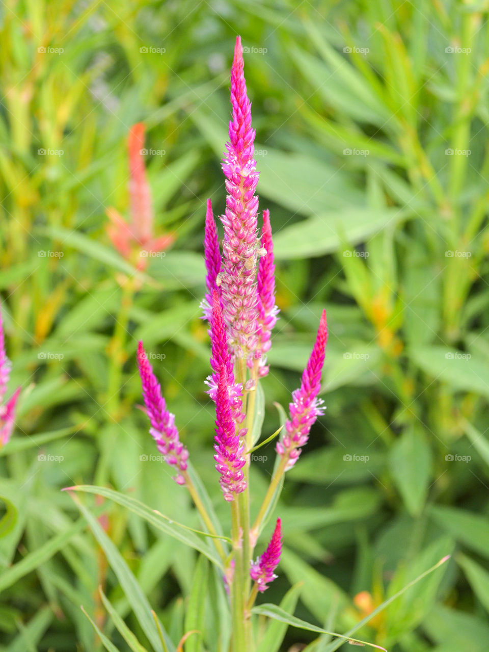 celosia argentea