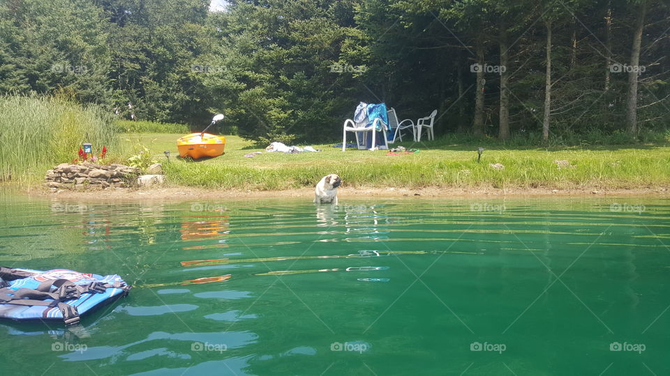 pug in a pond