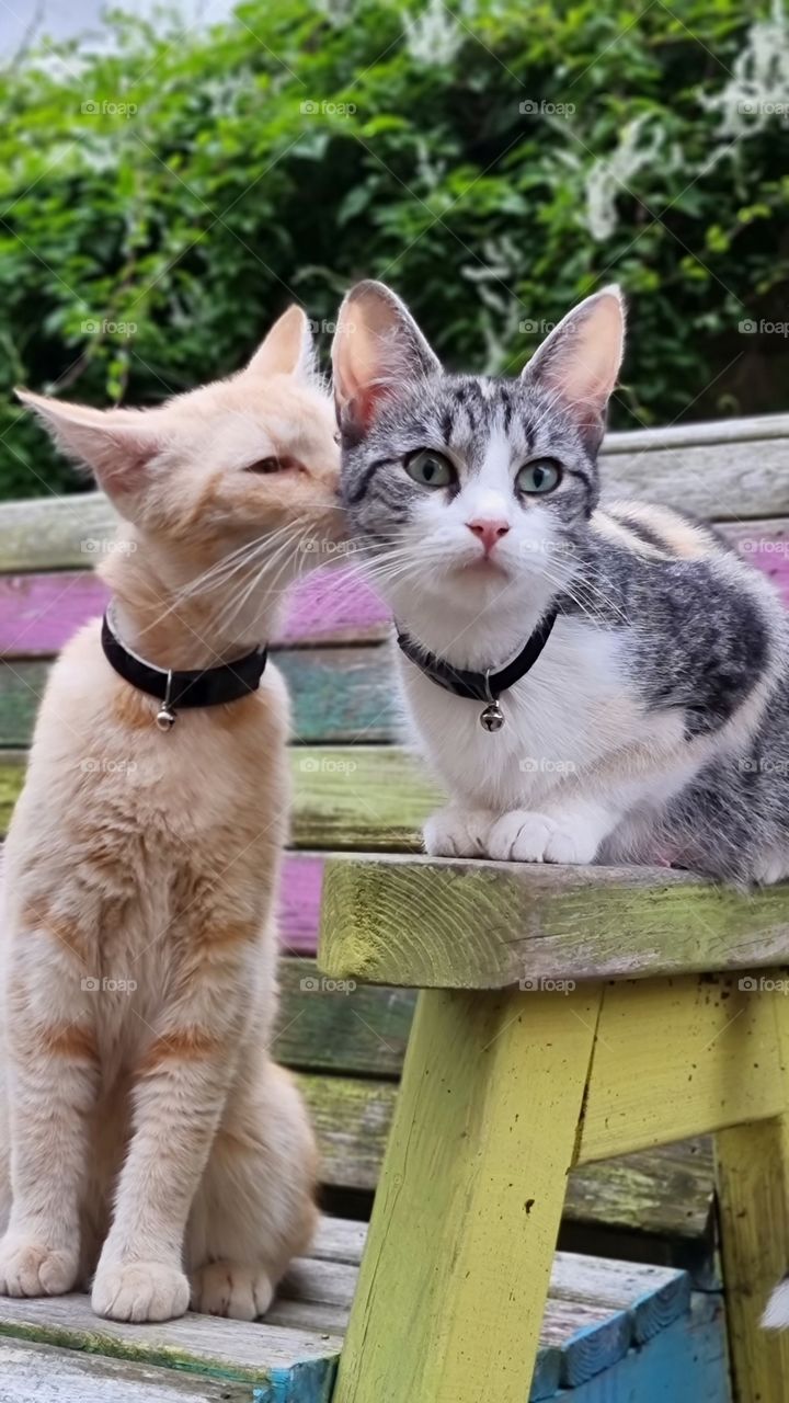 cute cats