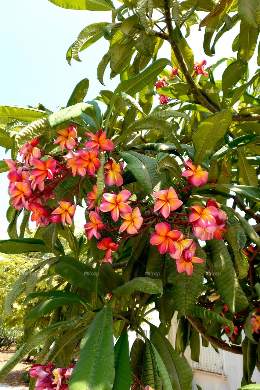 Plumeria rubra