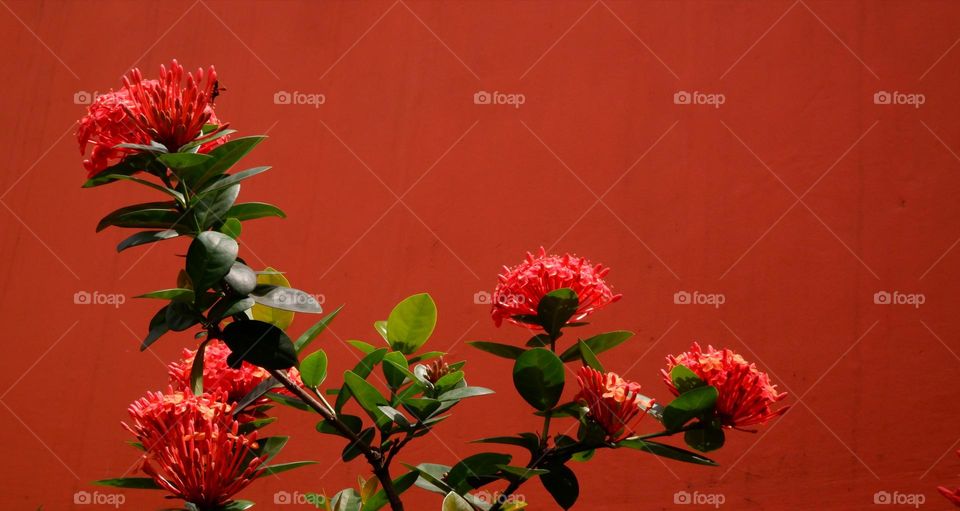 Red Ixora (Ixora coccinea), known as Chuvanna Chethi, is a charming houseplant with bright red flowers that grow in beautiful clusters. Suitable as a garden or fence decoration, this plant is able to flower all year round