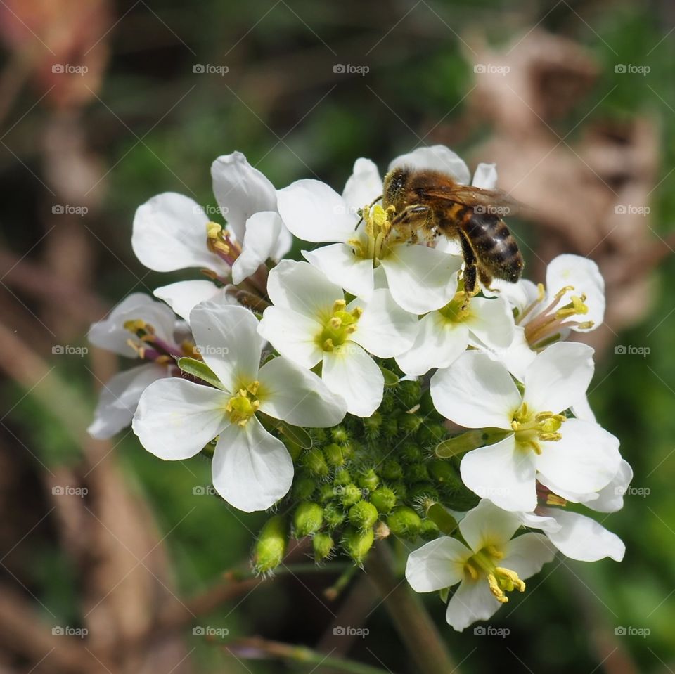 Flower and bee