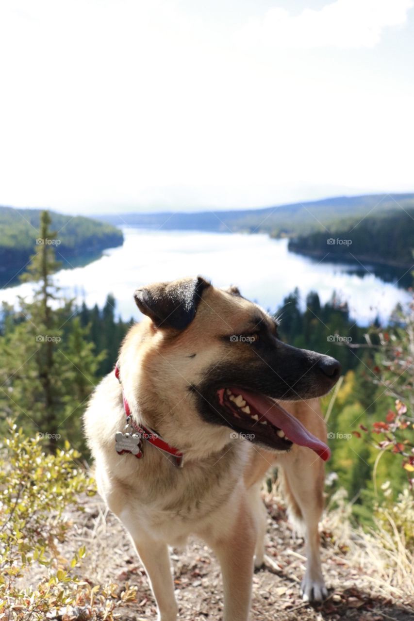 German shepherd wandering through the Montana wilderness. 