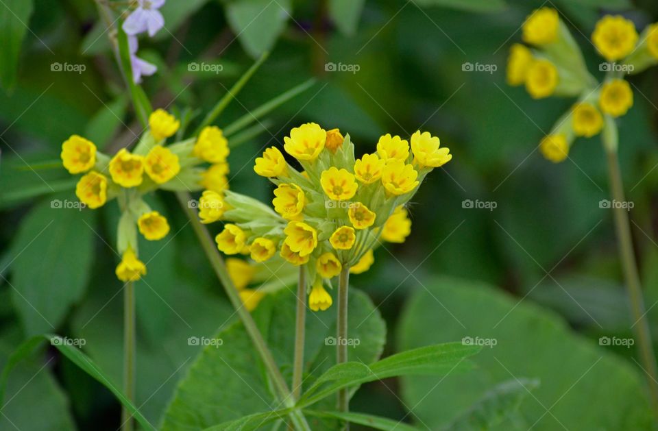 Gullviva, Cowslip