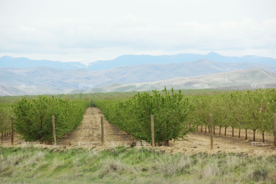 Landscape with fruit trees 