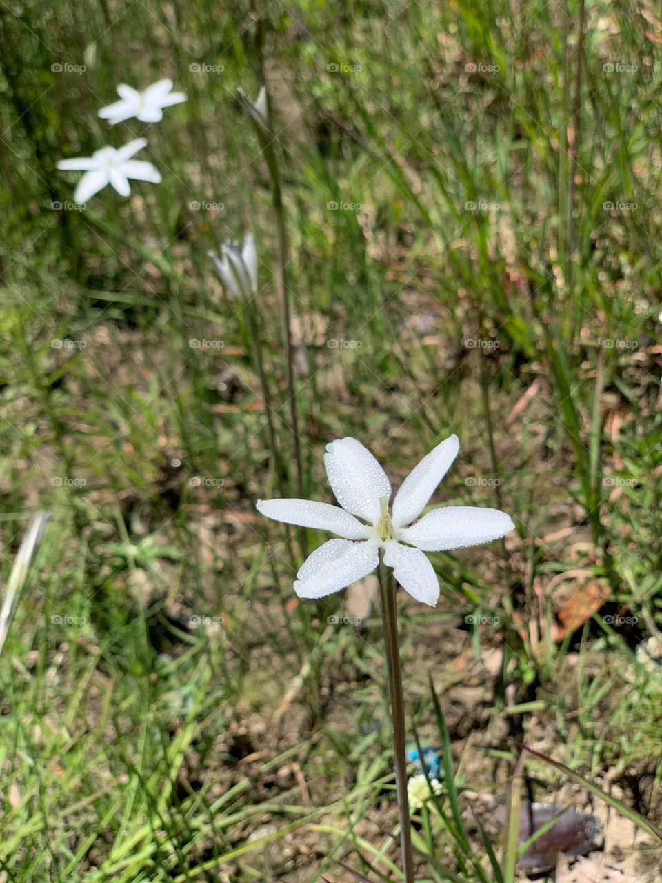 white flower