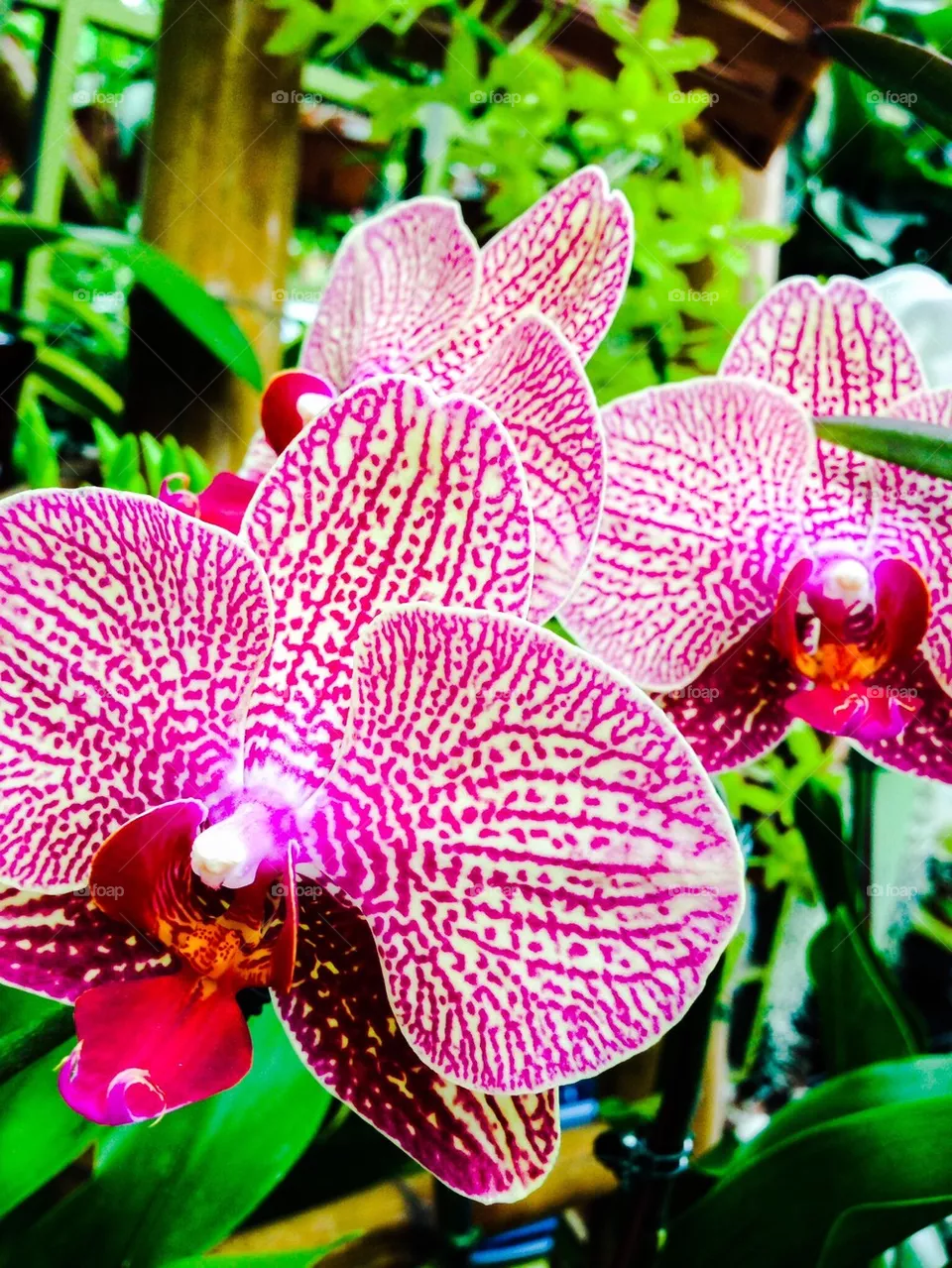 Orchids 