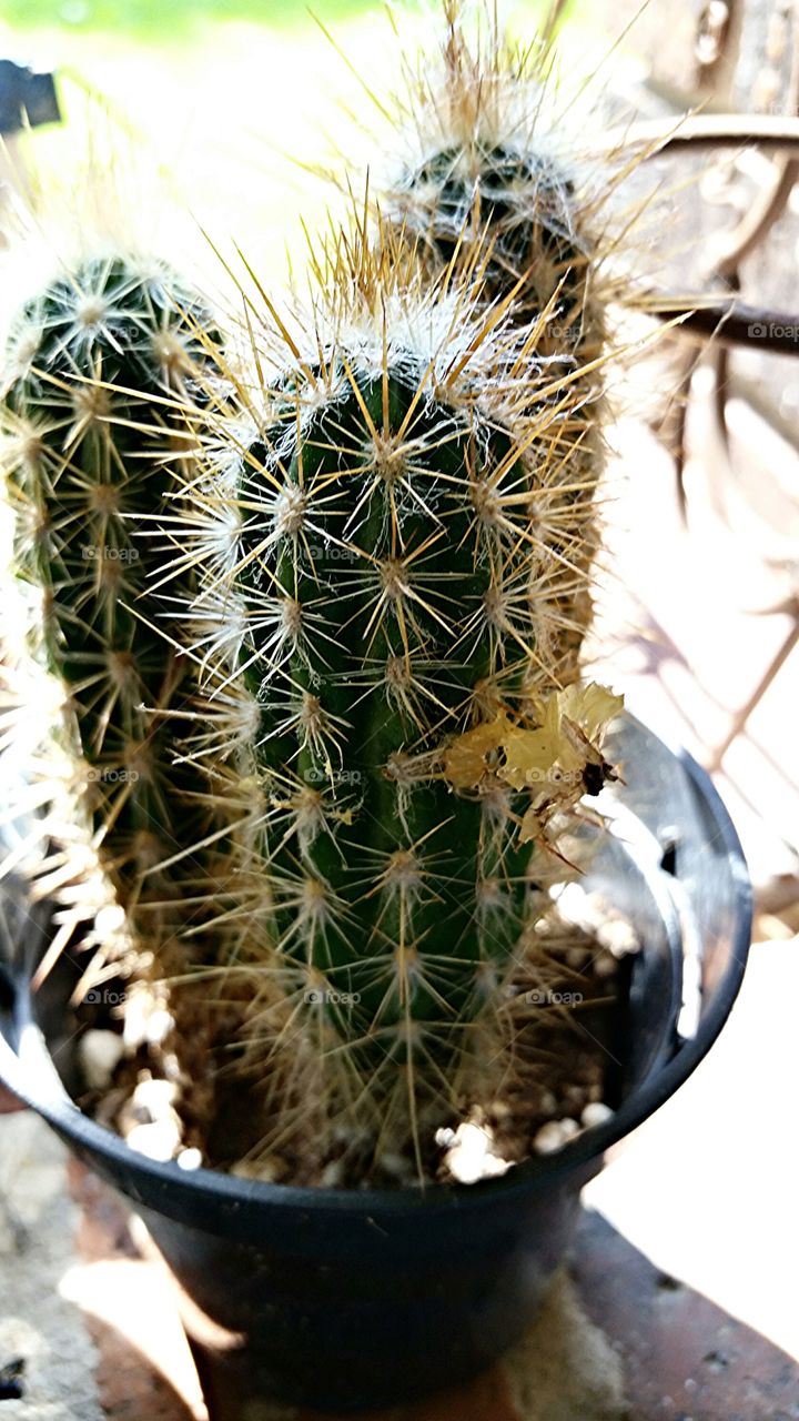 Afternoon Cactus