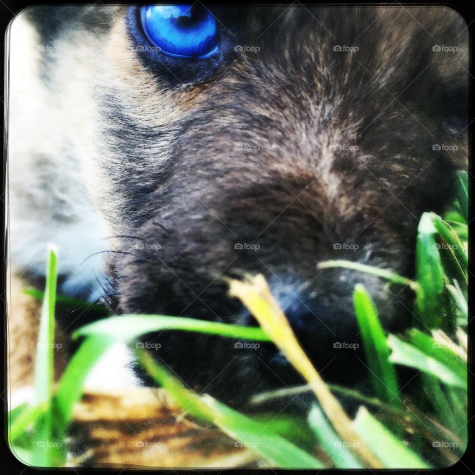Blue eye baby