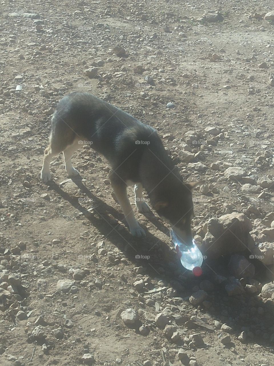 A dog drinking water