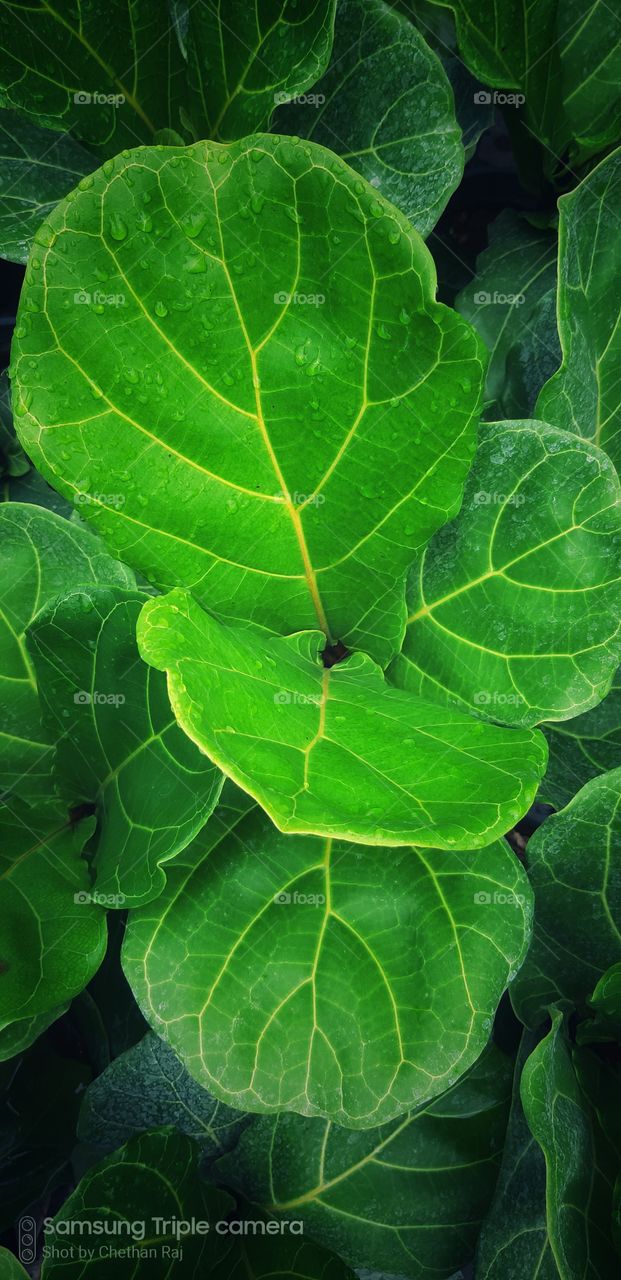 green colour s nature's signature