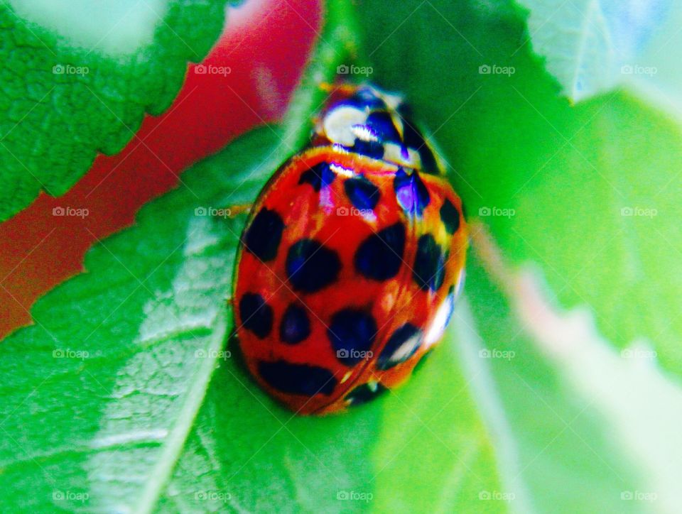 Ladybug