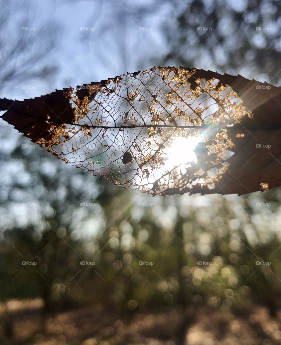 Delicate structure of decaying leaf against bright sunlight in forest 