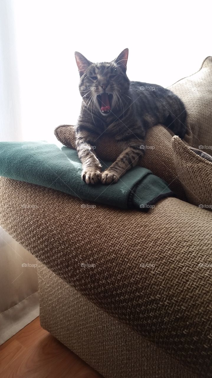 cat taking a yawn