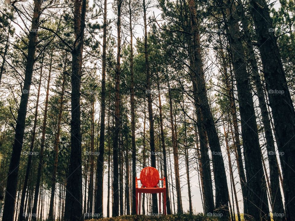 Red chair against woodland