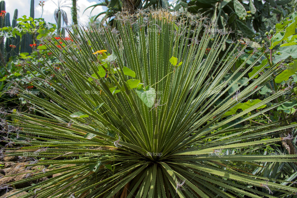 Wild plant with thorns