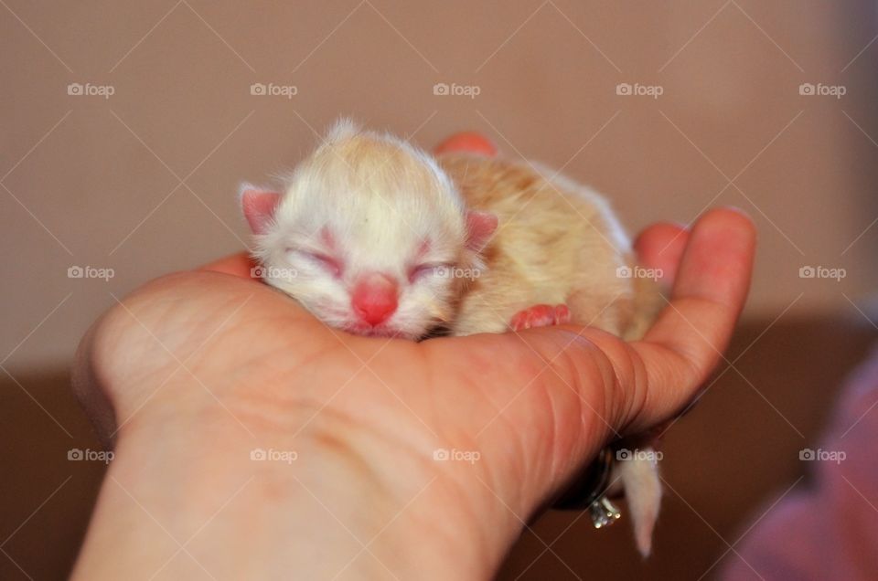 Tiny kitten 