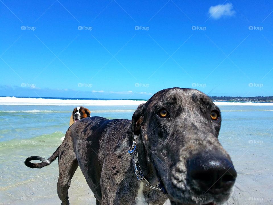 Carmel By The Sea