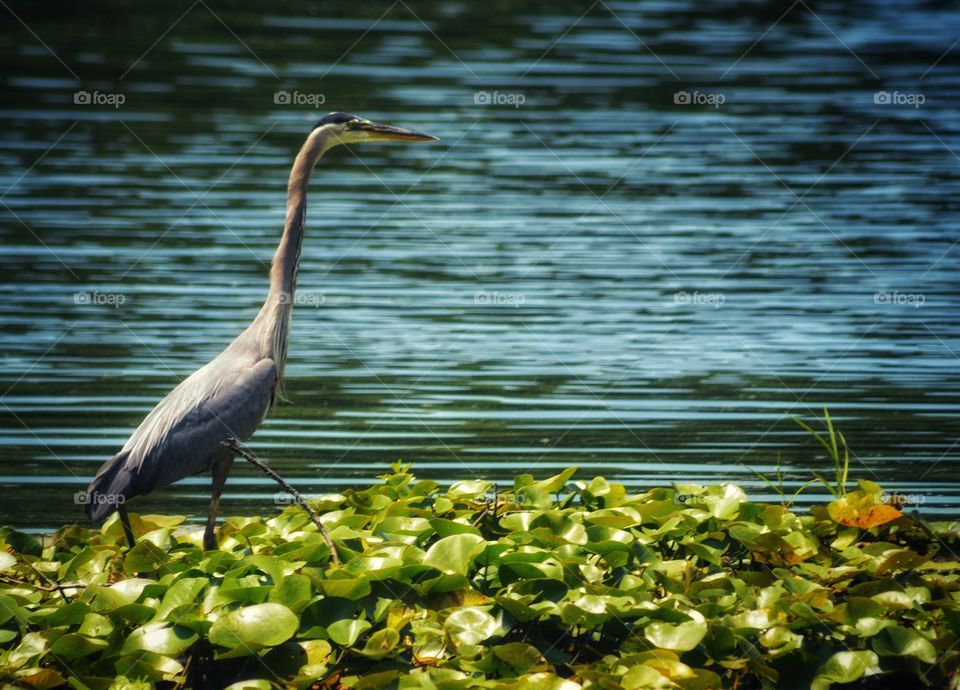 Beautiful Blue Heron delicately moving through the lily pads.