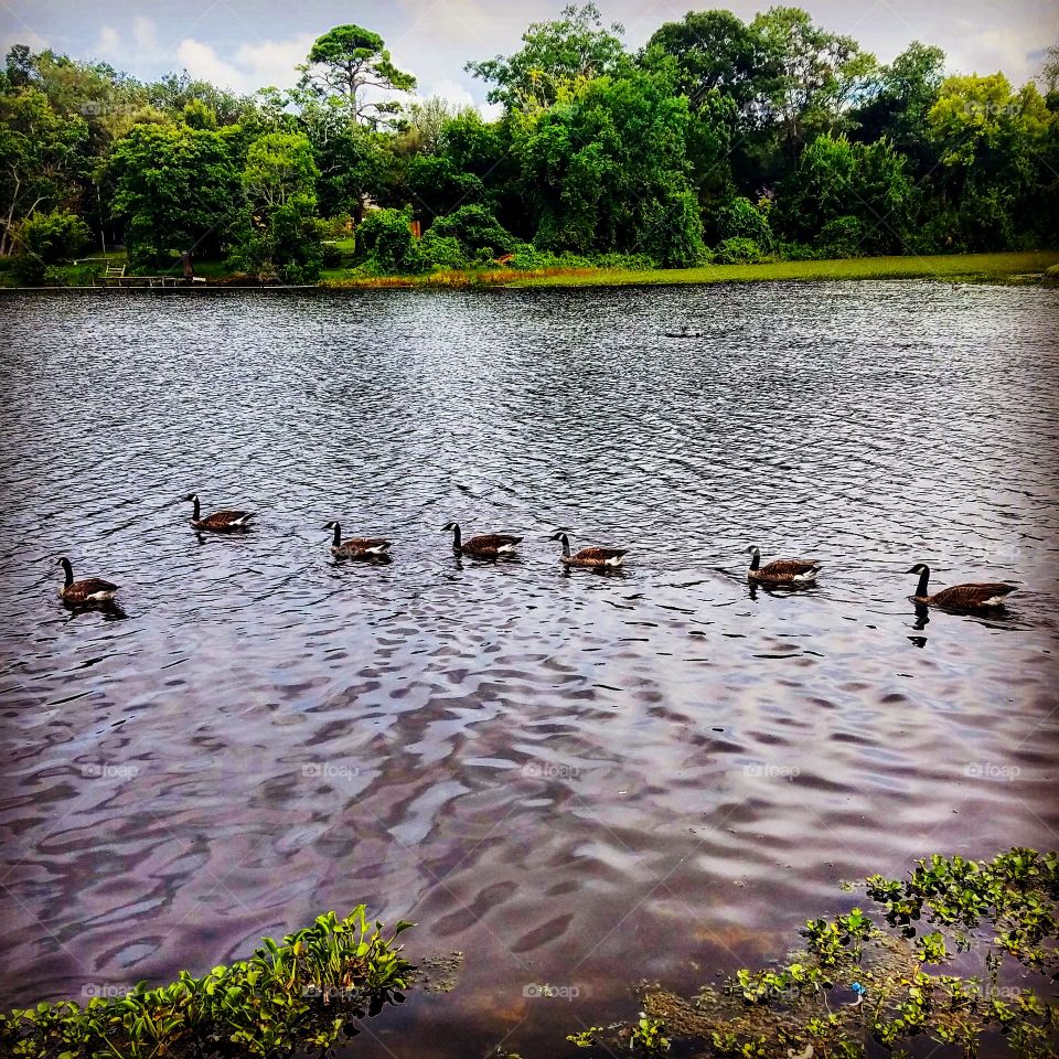 A family of geese swimming in the lake