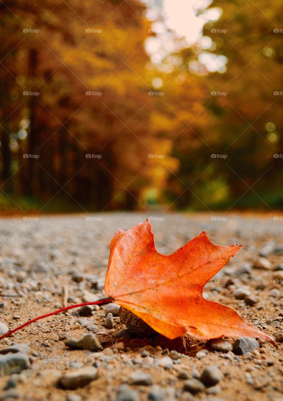 Maple leaf fallen on ground with stone