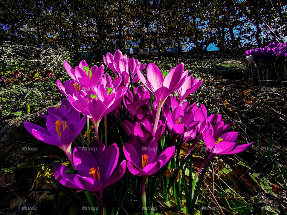 The sun goes down at the flowers at the ground . The sunlight shines on them and Brighten up the Day.