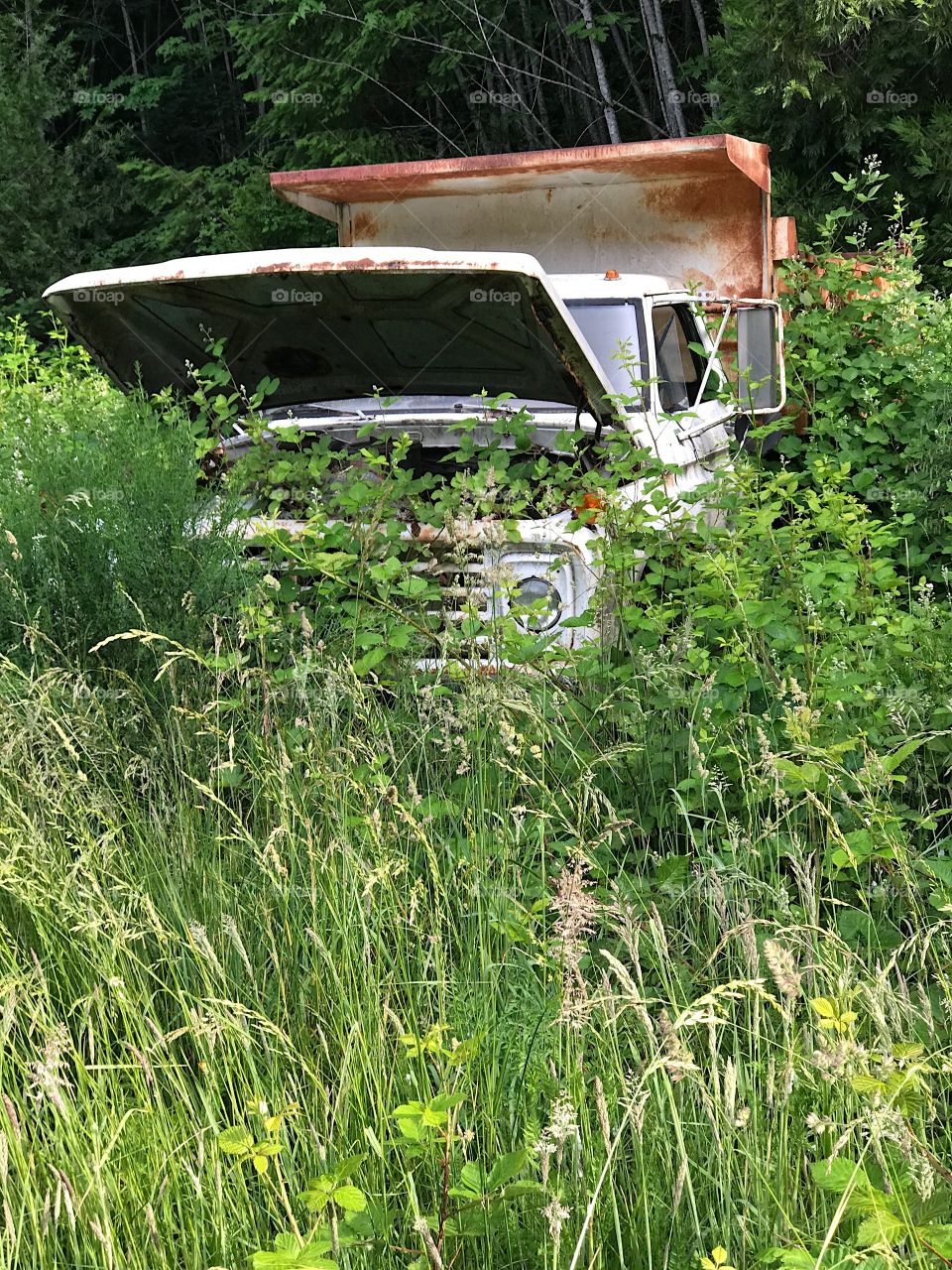 An old rusted dump truck with its hood up overrun by vegetation from being abandoned in the forest. 