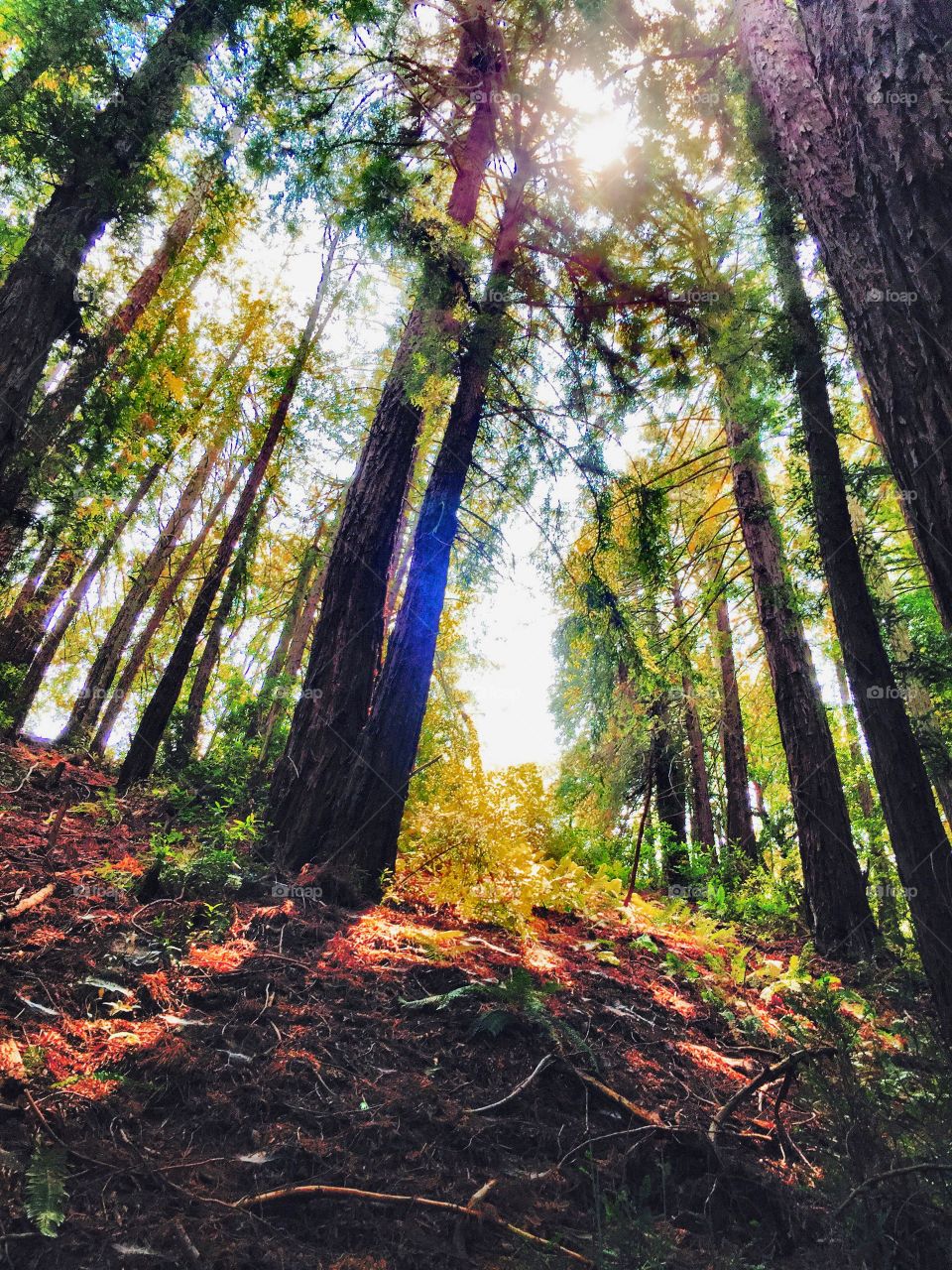 Into the woods . Redwood Regional, Oakland, Ca, hiking 
