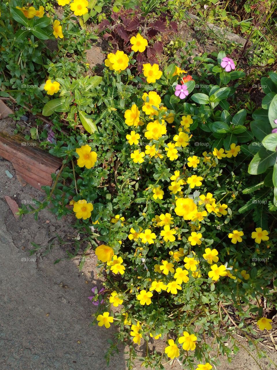 Hoa mười giờ vàng