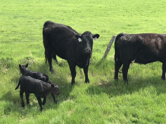 Calves & Mamas