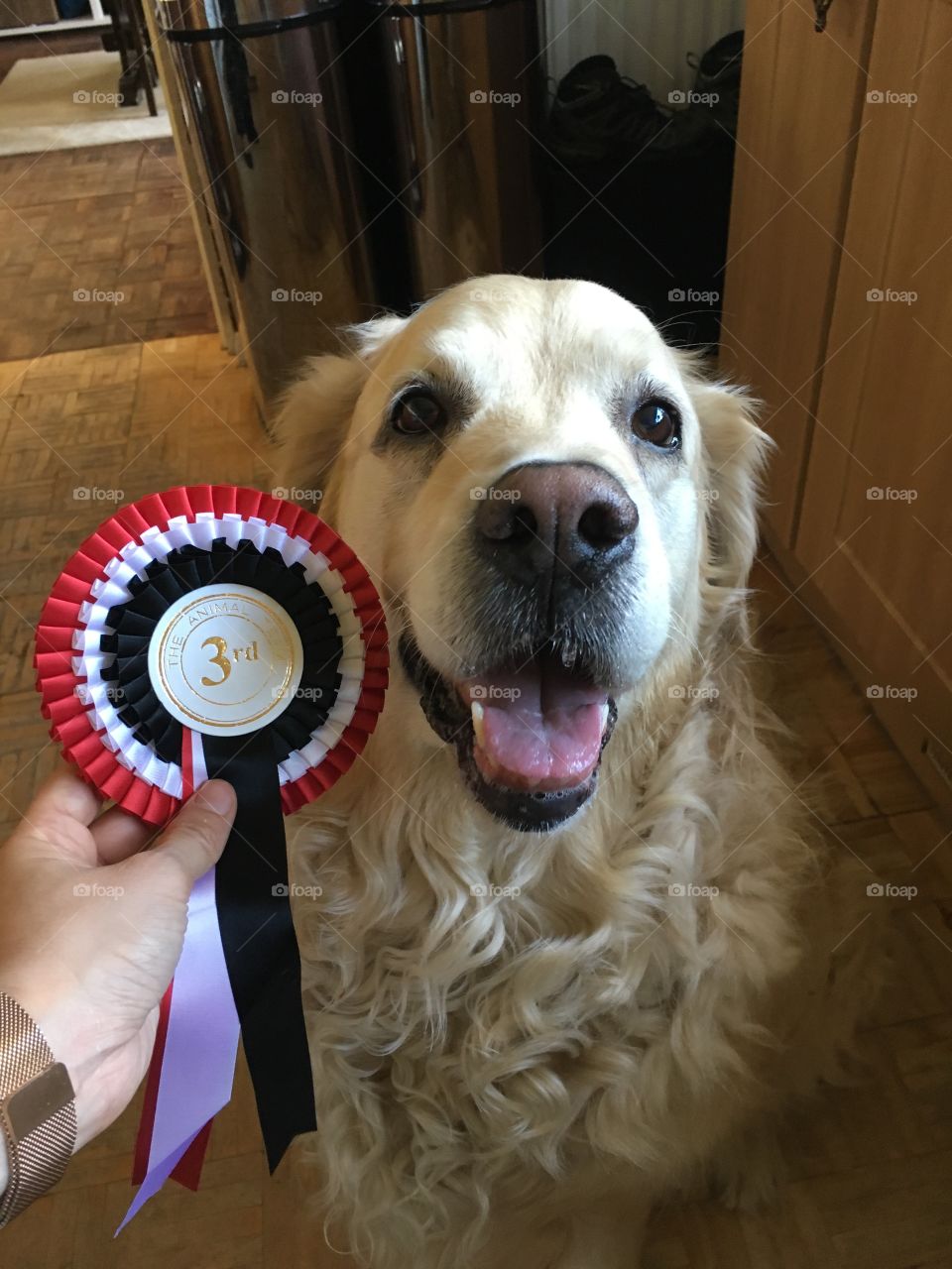 Dog, Mammal, No Person, Pet, Canine