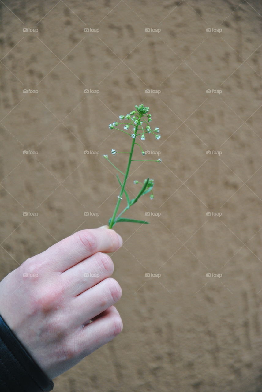 •flower in a hand•