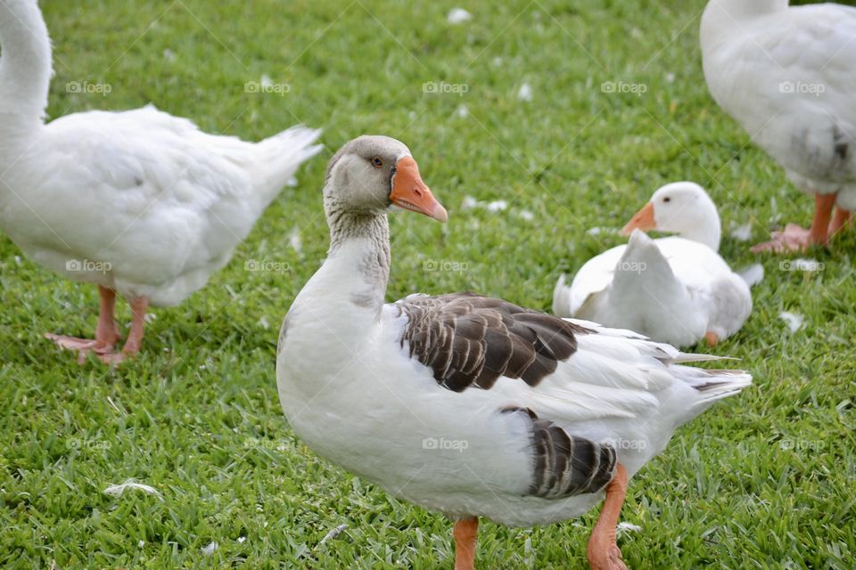 A white and gray duck with and orange beak and orange feet walking in front of two white ducks on green grass