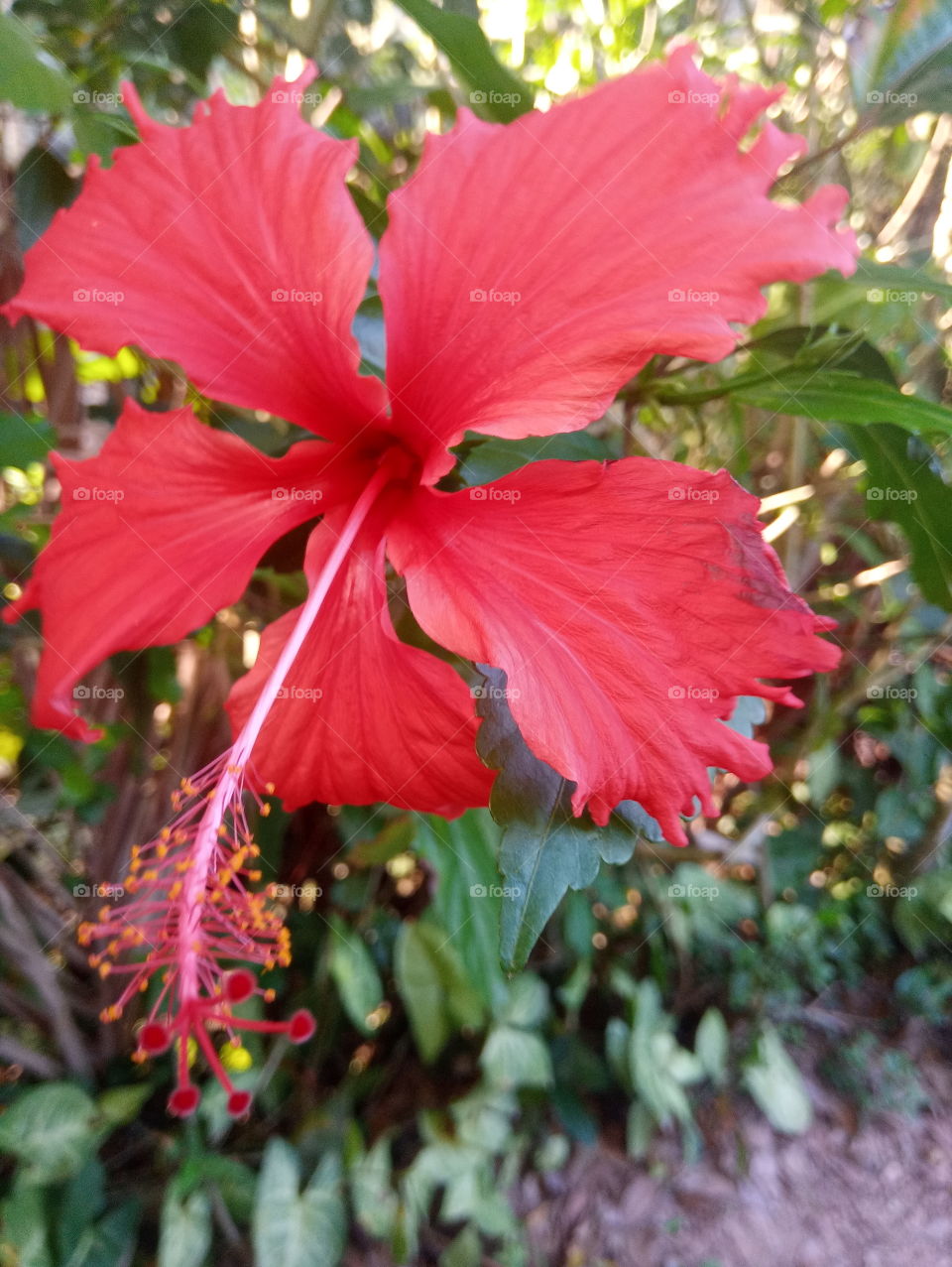 hibiscus