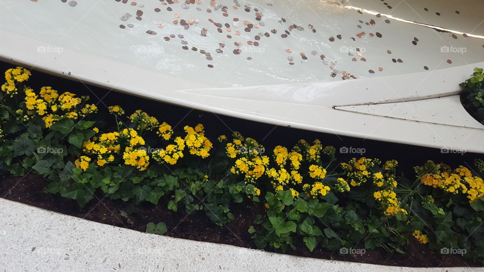 flowers lining a fountain