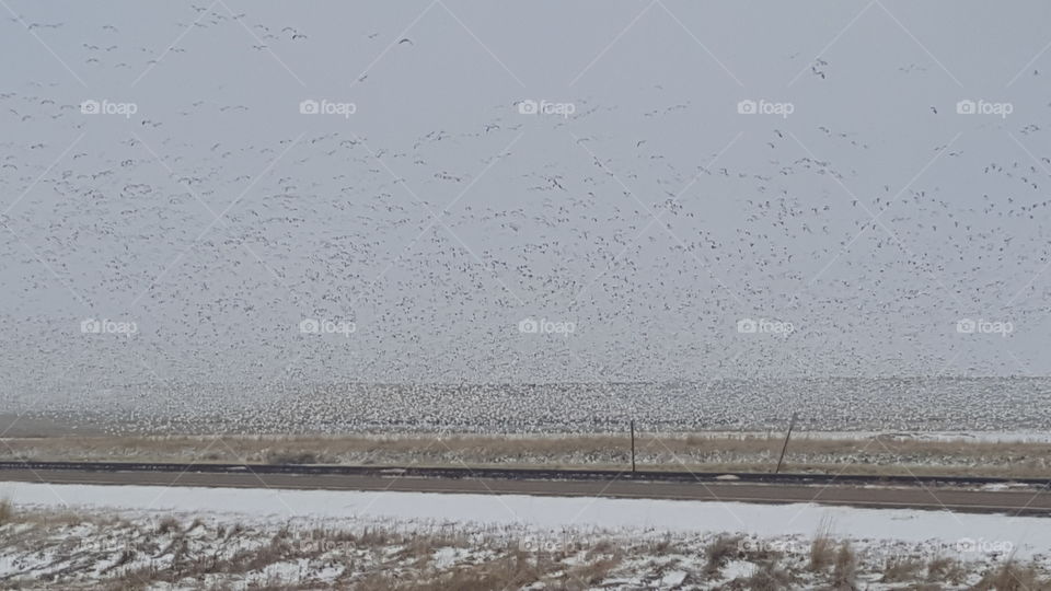 snow geese migration - Montana