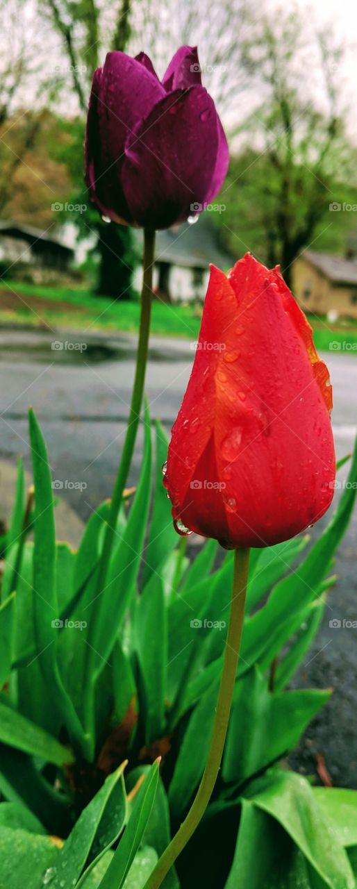 rainy tulips