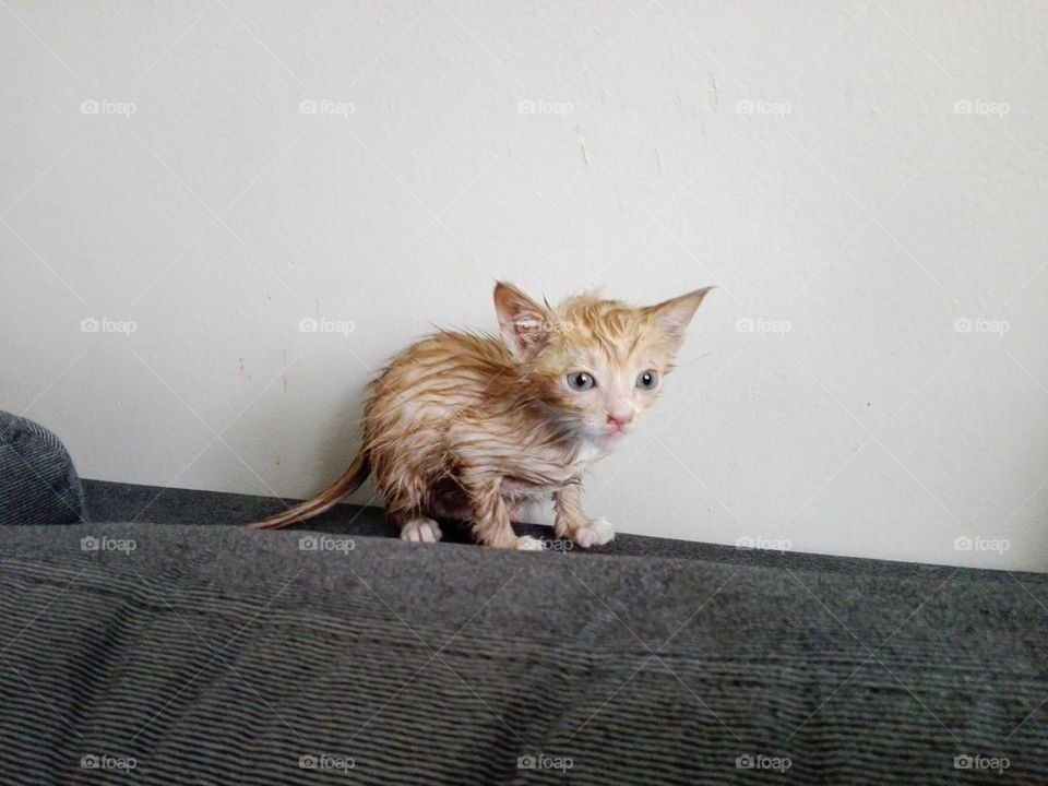 wet pussy cat bath time