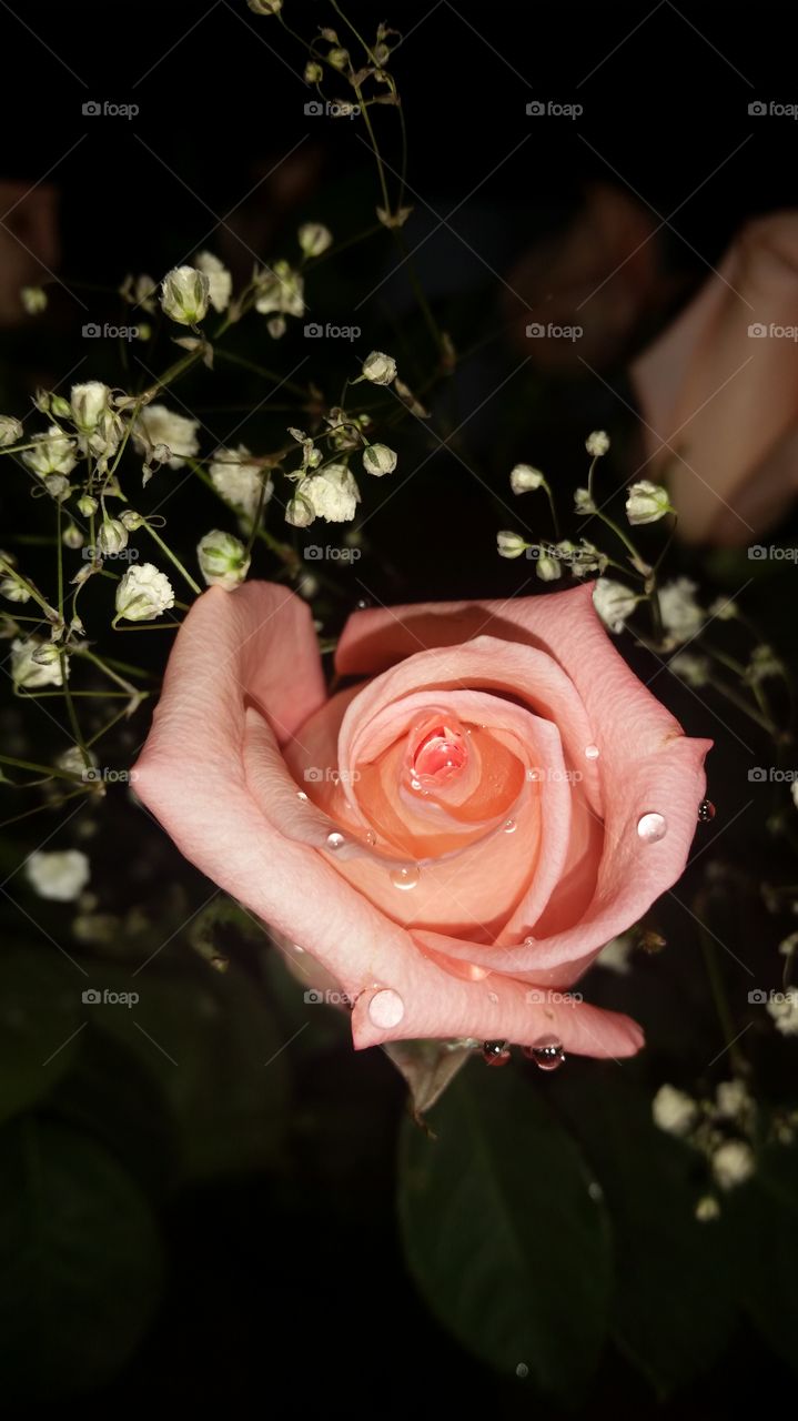 Pink rose with baby's breath