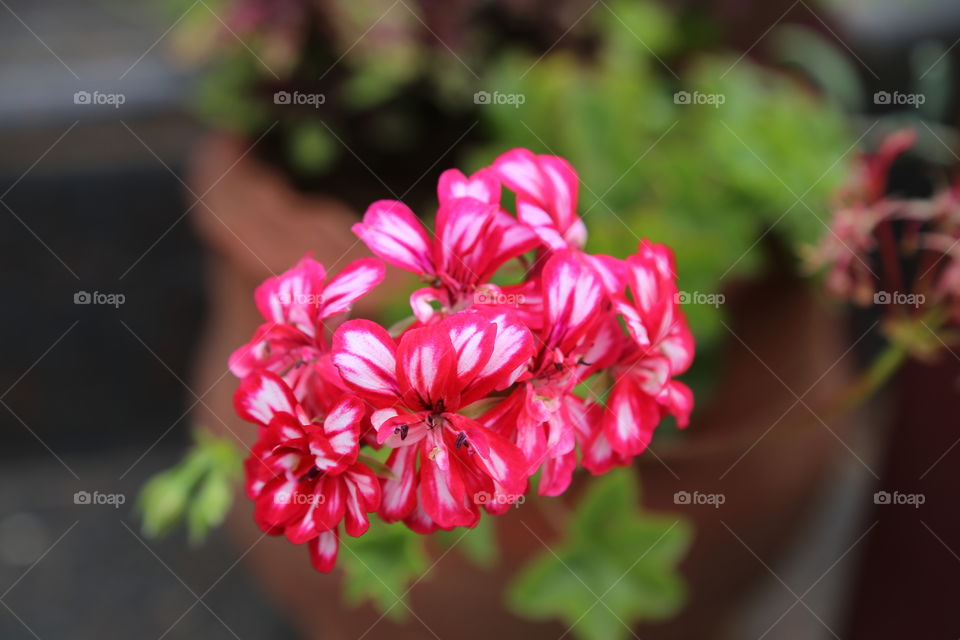 Pinky flower for garden