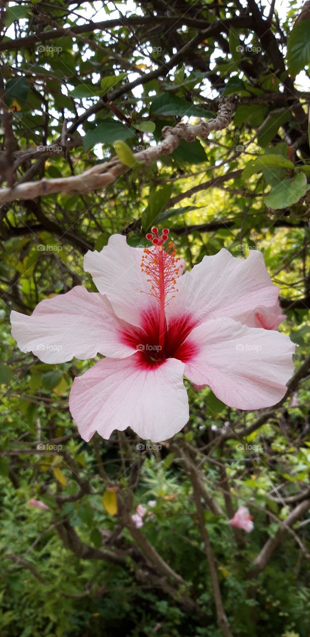 Hibiscus in the park of Gulbenkian museum in Lisbon